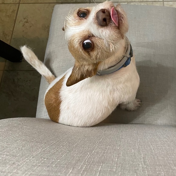 Meet your Posh Ambassador. - Picture 3 of 9